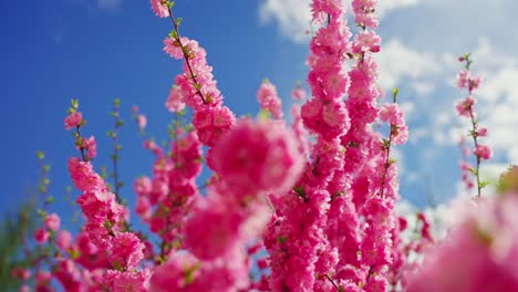 pink blossoms against a blue sky