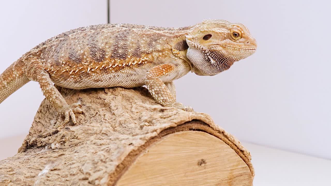 A close-up view of a bearded dragon resting on a textured log against white background