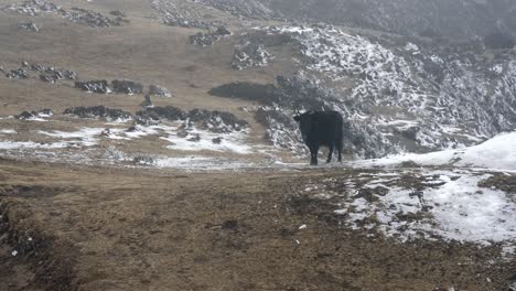 Un-Yak-O-Dzo-Caminando-En-Los-Pastos-De-Las-Tierras-Altas-En-Las-Montañas-Del-Himalaya