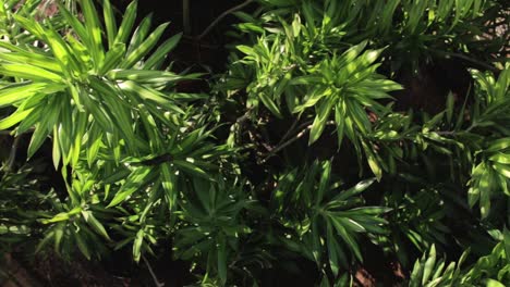 green leafs over top, sun light, camera pan