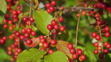 cerca de racimos de cerezos en árbol salvaje
