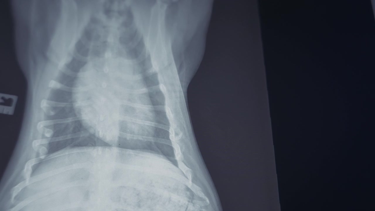 An x-ray scan of a dog's body