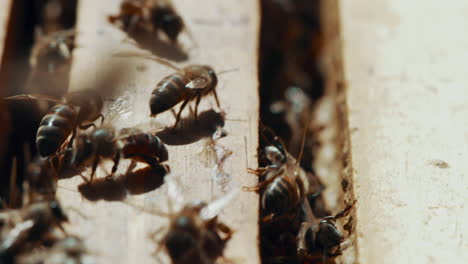 4k video footage of a busy beehive on a bee farm