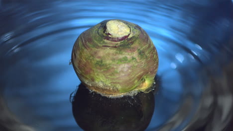 turnip falling into water