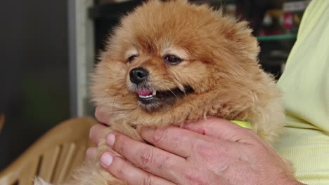 close up shot of cute small pomeranian dog sitting on a human friend lap