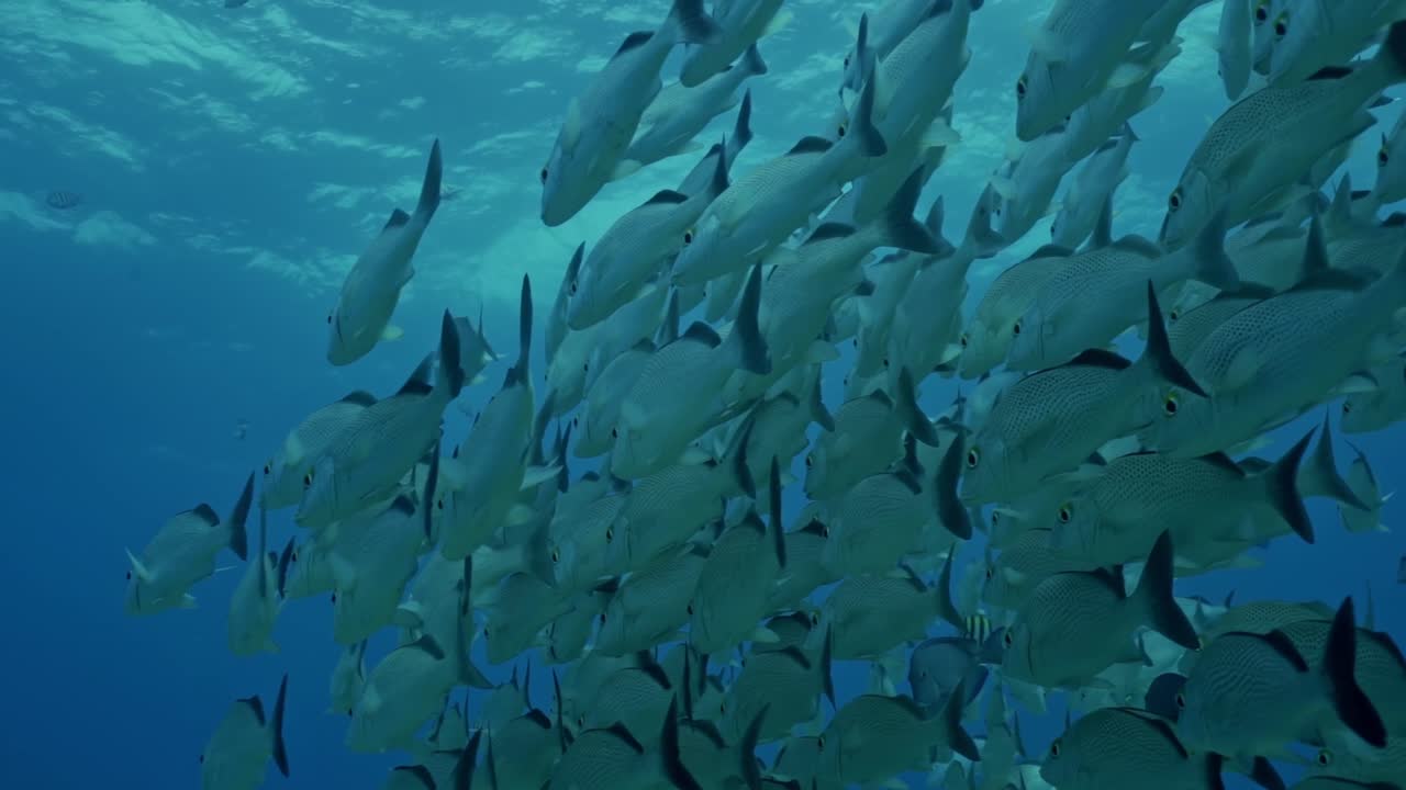 Silvery-grey school of fish forming a swirling mass against the vibrant, light-filled blue-green water of a coral reef in Cozumel, Quintana Roo, México