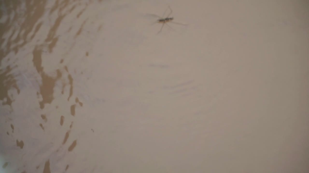 Water striders glide across the surface of the brown river, gliding in groups against the current