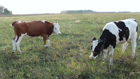 Pack-of-heifers-in-the-field