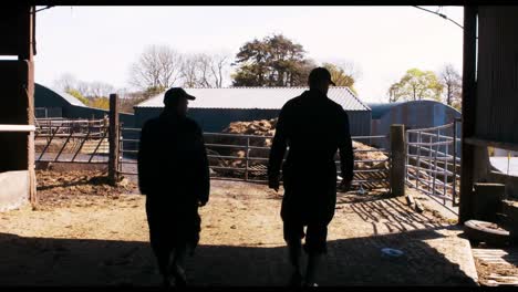 two cattle farmers interacting with each other while walking