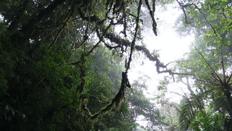 panning up to mossy green vines hanging while water drips from trees in forest