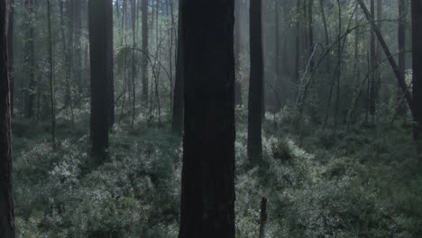 La-Cámara-Desciende-A-Una-Plataforma-De-Arándanos-Rodeada-De-Niebla-Matutina-En-El-Bosque