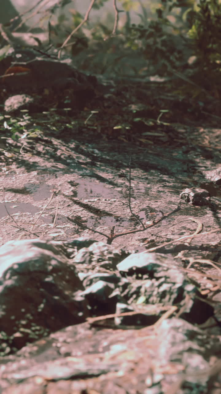 Primo piano del sottobosco con fango e foglie in decomposizione.