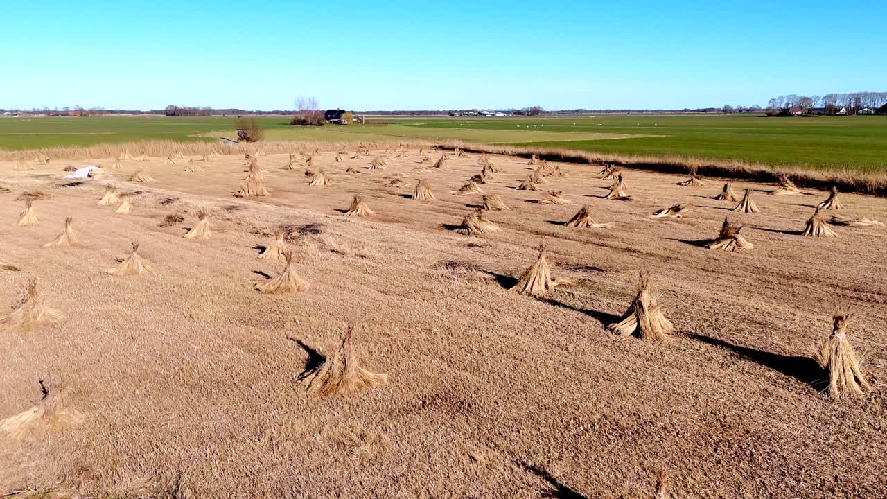 Drone view of bundles of reeds drying in the sun in the Netherlands