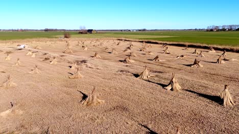 drone view of bundles of reeds drying in the sun in the netherlands