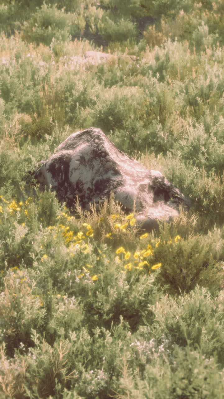 Primo piano di fiori selvatici gialli che crescono in un campo erboso con una grande roccia