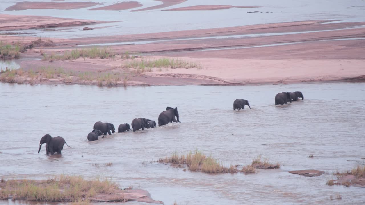 African elephant herd crossing shallow savannah river stream in line