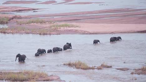 african elephant herd crossing shallow savannah river stream in line