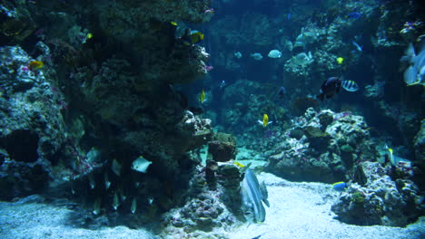 Beautiful-tropical-fishes-in-a-big-aquarium-with-coral-reef-and-sand.