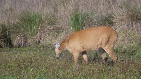 young marsh deer fawn nibbles at grass in arid wetland with low vegetation and soft light