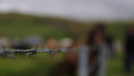los caballos comen detrás del alambre de púas en islandia