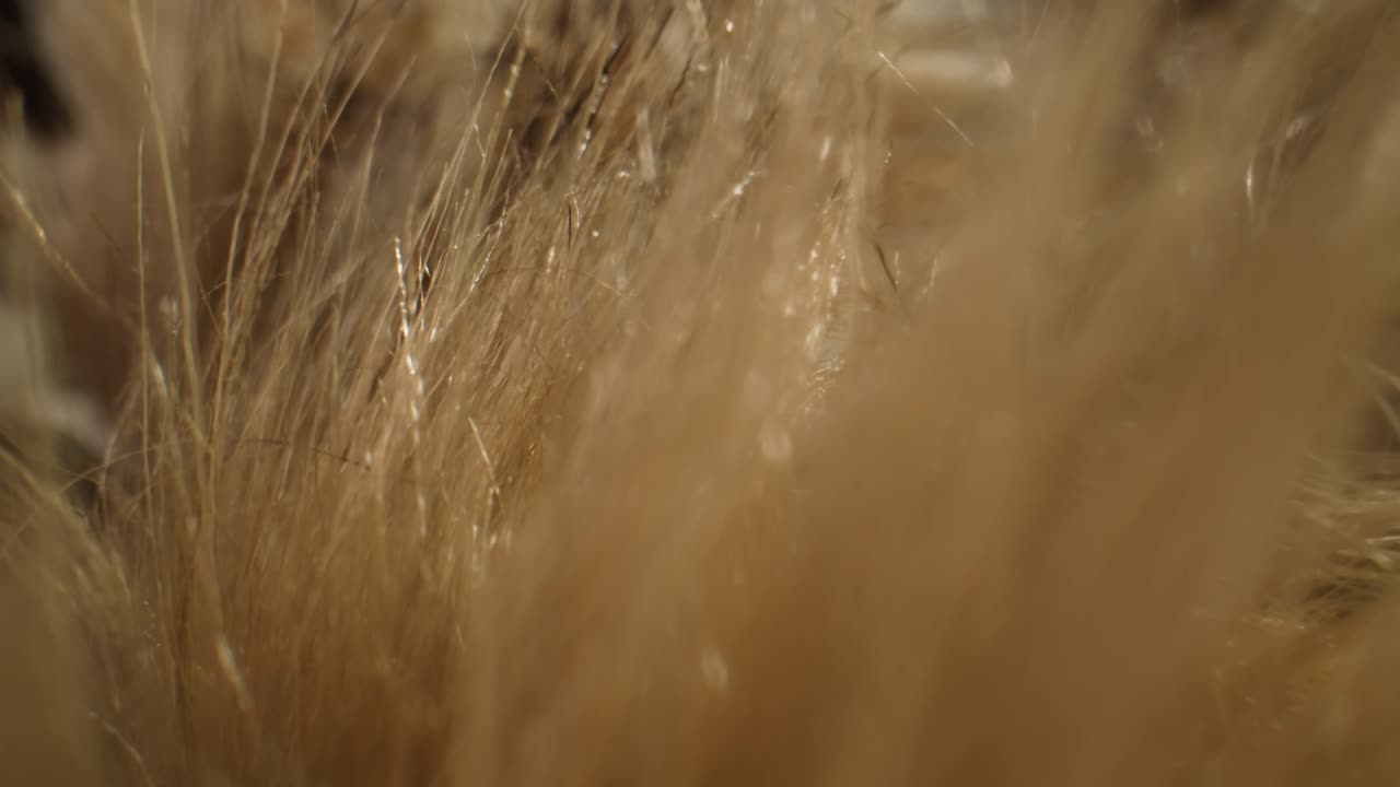Abstract Close-up of Golden Dry Grass Texture