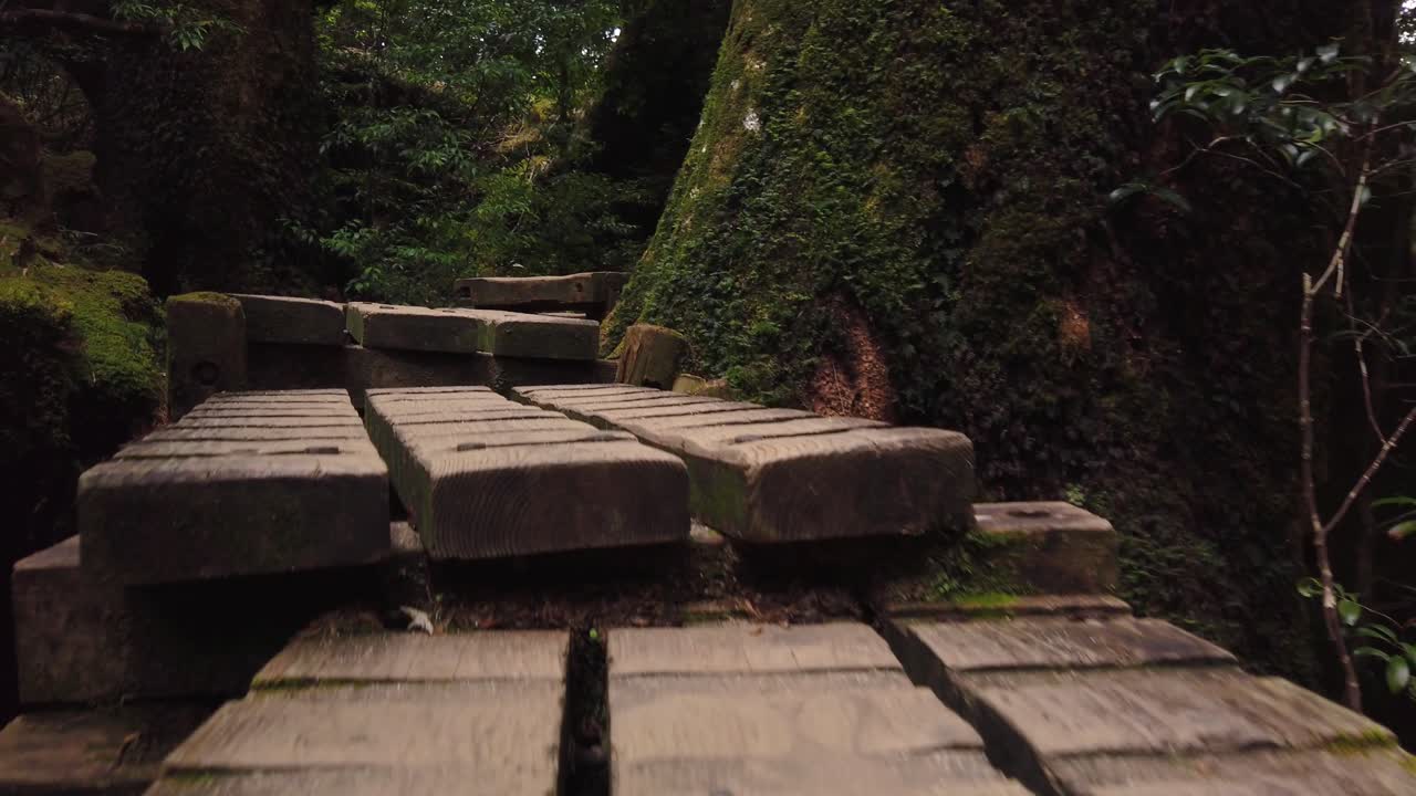 senderismo a través del sendero yakushima jomon sugi, tiro de punto de vista de ángulo bajo, japón