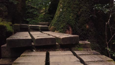 hiking through yakushima jomon sugi trail, low angle point of view shot, japan