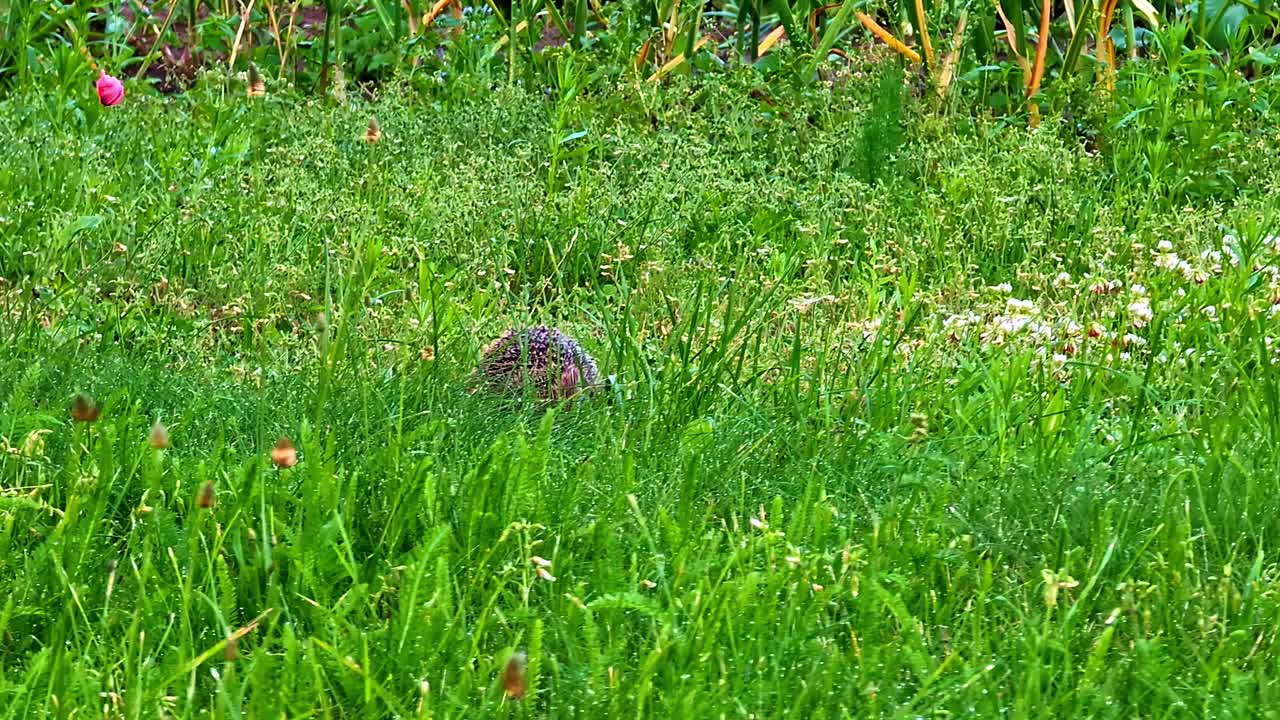 Hedgehog walking through tall grass in green garden during warm summer morning