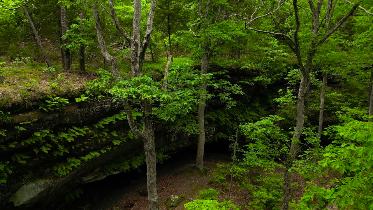 A shot looking through the trees of a Missouri forest into Hickory Canyon. The lush woodland habitat is full of moss and ferns.