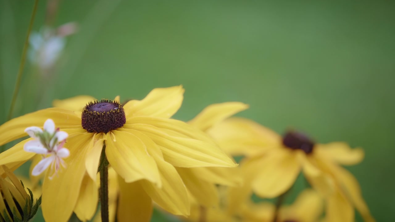 Primo piano di un bellissimo fiore giallo