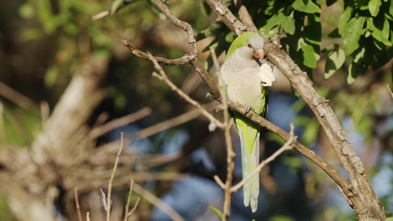 un perico monje verde también conocido como loro cuáquero, myiopsitta monachus parado en una rama de árbol, sosteniendo un trozo de pan blanco con su garra y disfrutando de la comida bajo la luz del sol