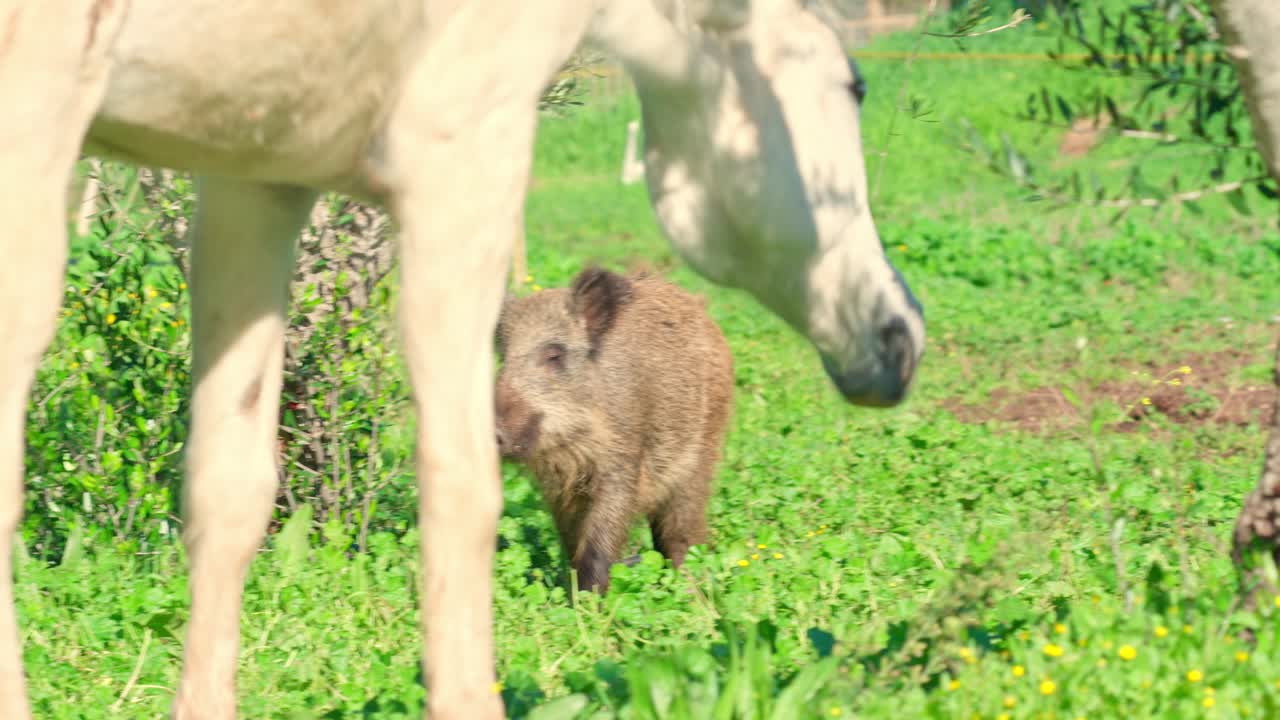 Un jabalí joven corretea con un caballo blanco en un olivar