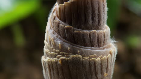 close-up of a mushroom stem