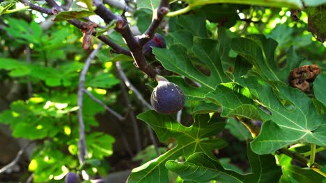 close-up view of ready-to-harvest citrus fruit