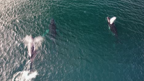 group of humpback whales swimming in the blue sea in nsw, australia - drone shot