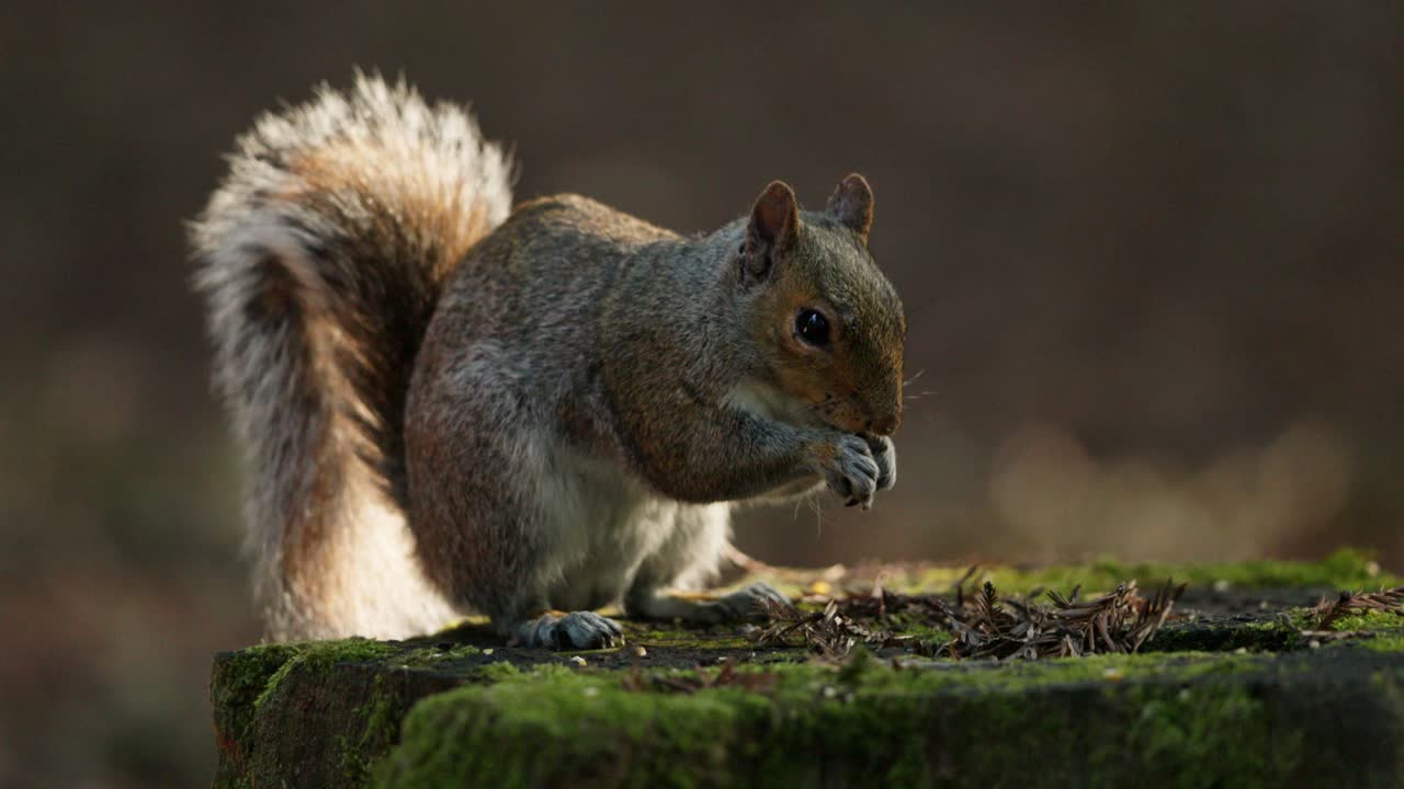 Eastern gray squirrel eats nut perched on mossy tree trunk of woodland, closeup
