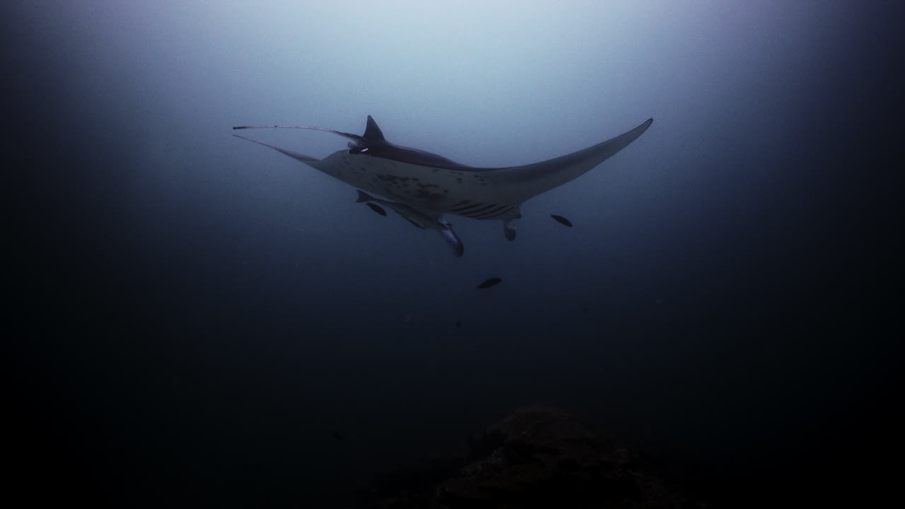 산호초 청소 스테이션의 쥐가오리