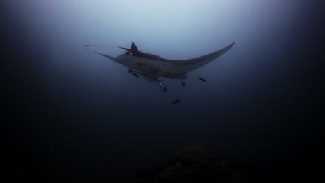 Mantarochen-Auf-Einer-Korallenriff-Reinigungsstation