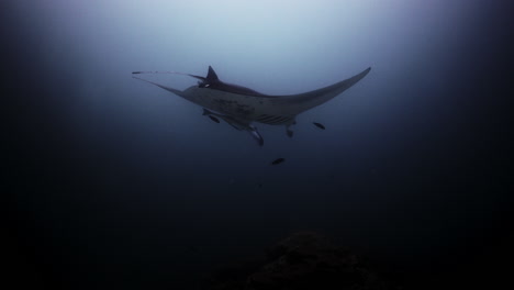 manta raya en una estación de limpieza de arrecifes de coral