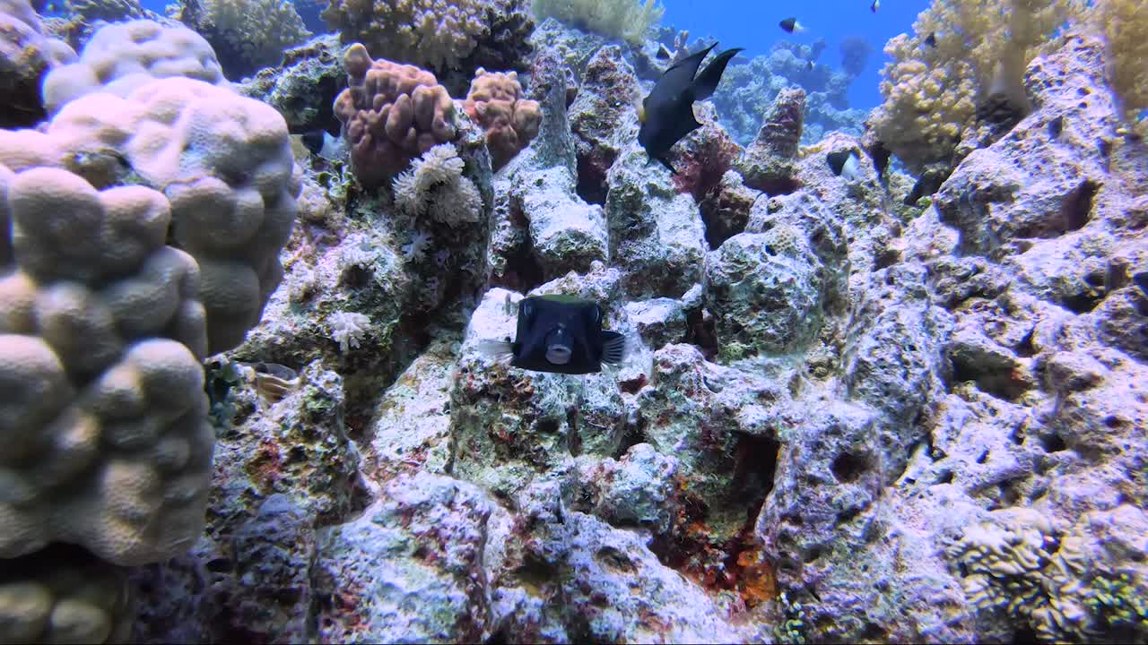 Pesce scatola blu e giallo che guarda la telecamera due volte prima di allontanarsi nella barriera corallina.