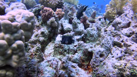 Blauer-Und-Gelber-Kastenfisch-Schaut-Zweimal-In-Die-Kamera,-Bevor-Er-Auf-Dem-Korallenriff-Wegschwimmt