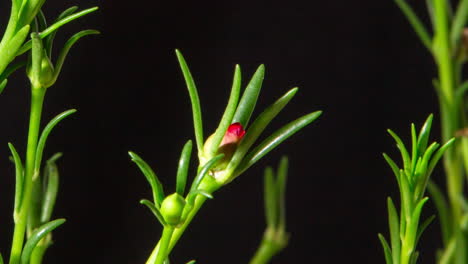 moss rose close up of buds blossoming on black background, follow