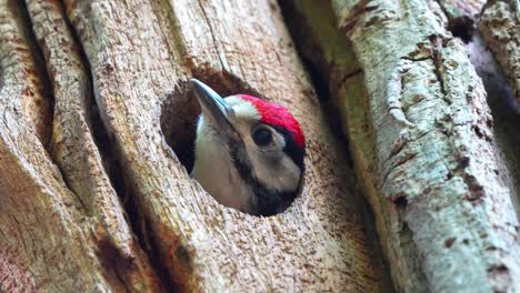 primer plano de pájaro carpintero asomando la cabeza por el agujero del nido del árbol, estático, día