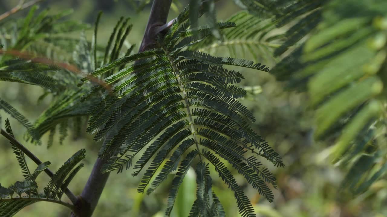 hojas verdes de acacia balanceándose en el viento