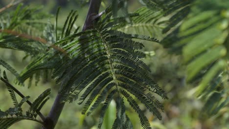 green leaves of acacia tree swaying in wind