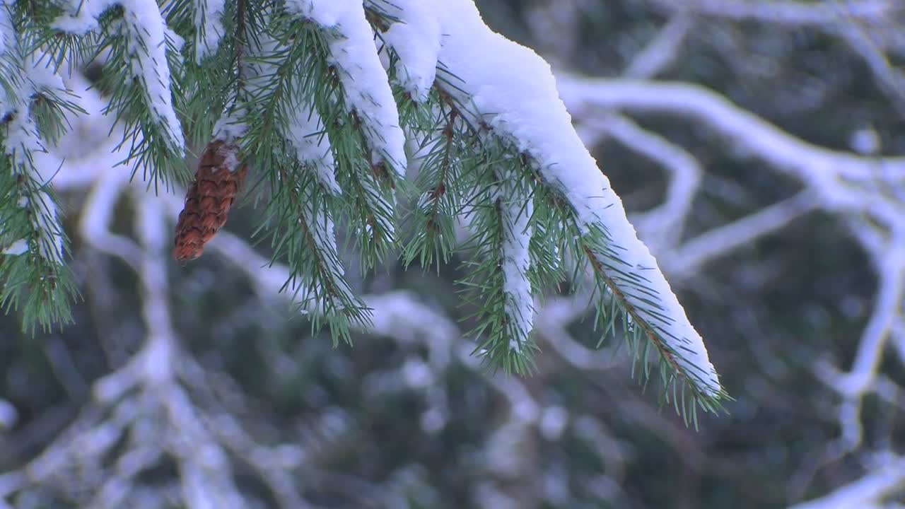 сосновые иглы, покрытые снегом