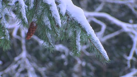 Tannennadeln-Mit-Schnee-Bedeckt