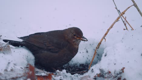 close up of common blackbird female feeding in winter, snow falling, slow motion