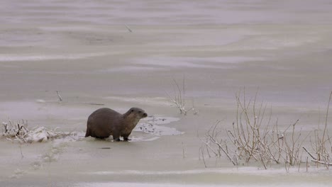 Otter-walking-on-ice-and-dive-into-the-ice-hole