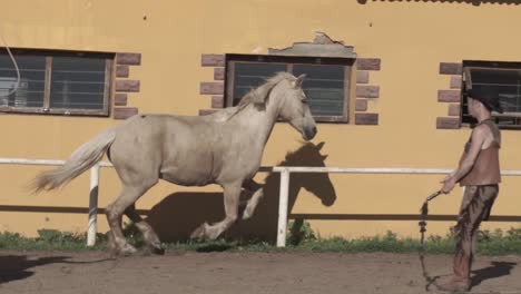 photographer captures a horse at a stable